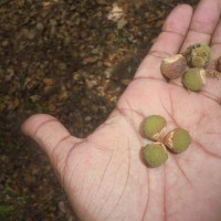 Sapindus trifoliatus L.